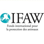 Logo IFAW